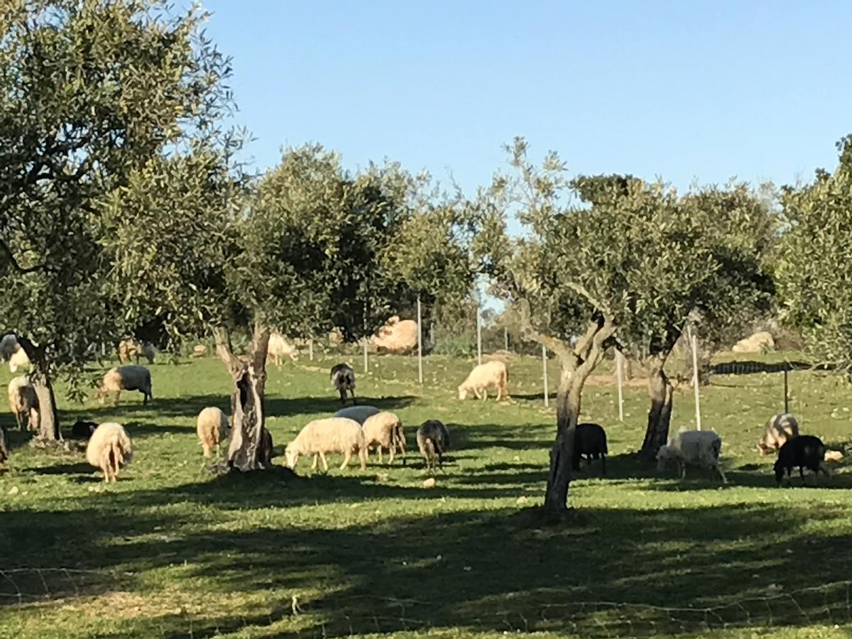 Agriturismo Is Conchisceddas Gonnosfanàdiga Exteriör bild