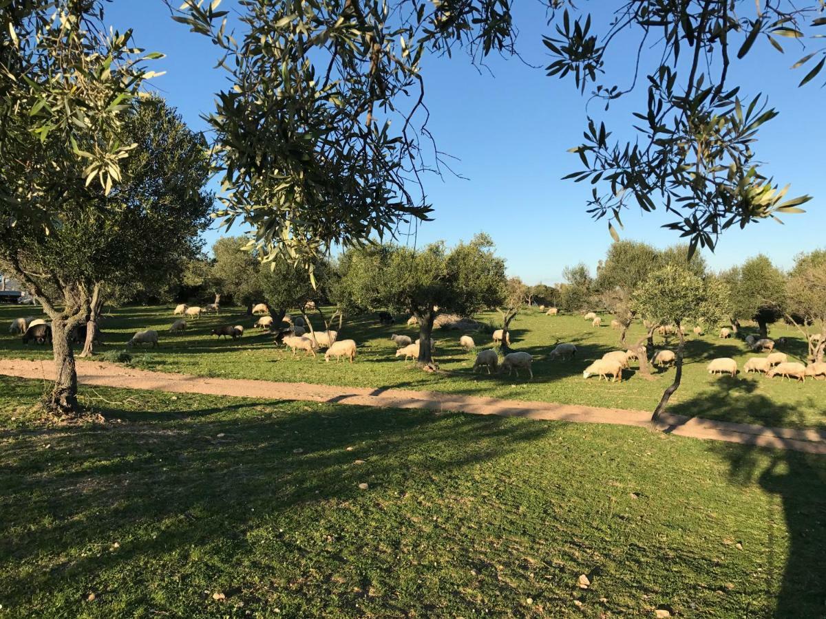 Agriturismo Is Conchisceddas Gonnosfanàdiga Exteriör bild
